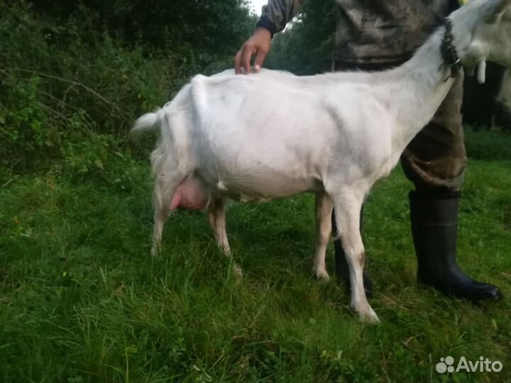 Коза дойная молочная