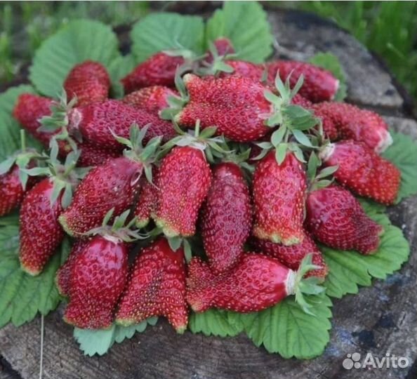 Клубника купчиха 40руб