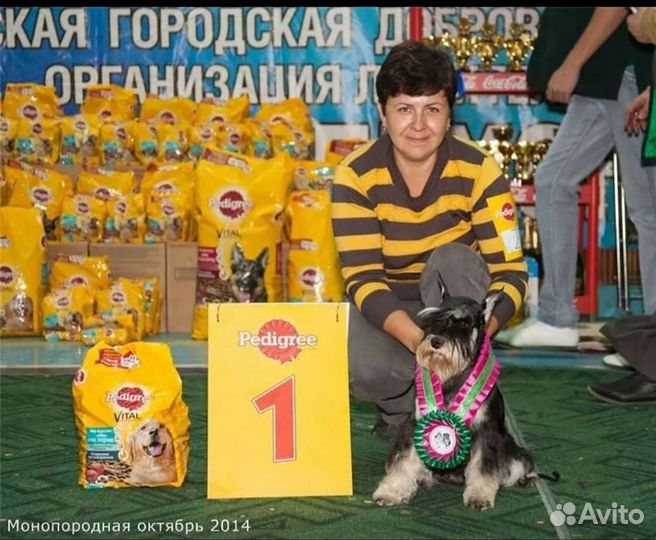 Цвергшнауцер