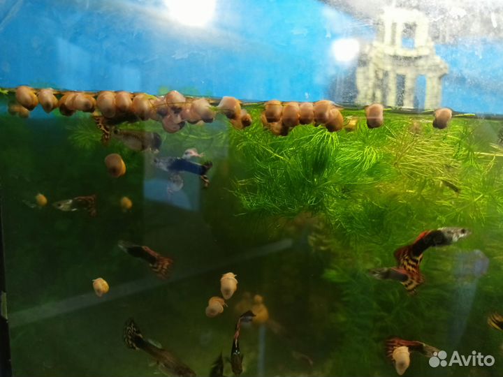 Улитки ампулярии