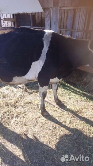 Корова дойная
