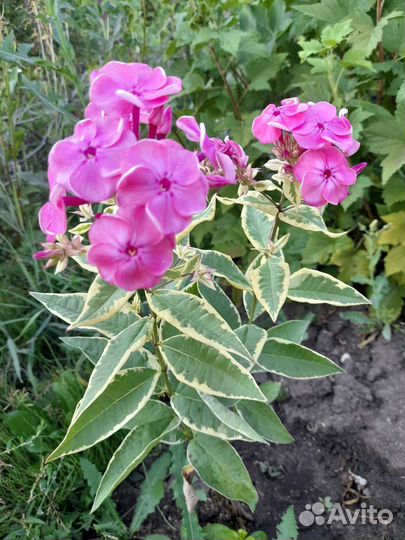 Флоксы сортовые