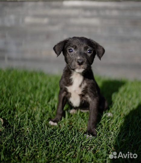 Собака в добрые руки щенок девочка