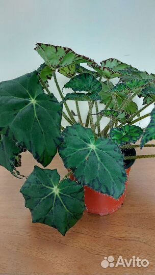 Бегония Бовера