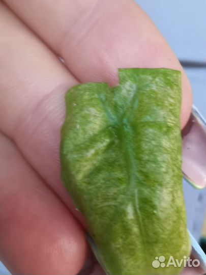 Алоказия мишольца вариегатная минт