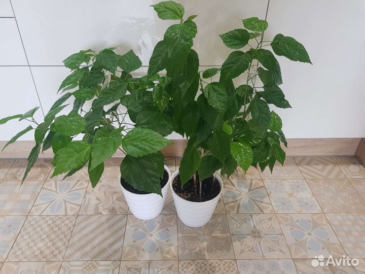 Гибискус китайская роза