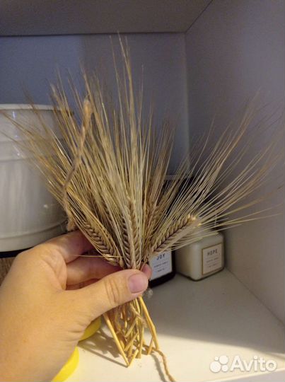 Букет колосья пшеницы