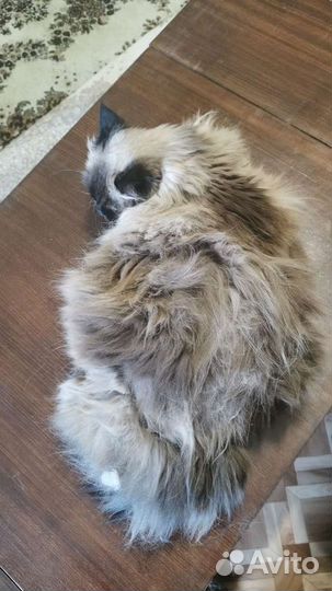 Уход за животными