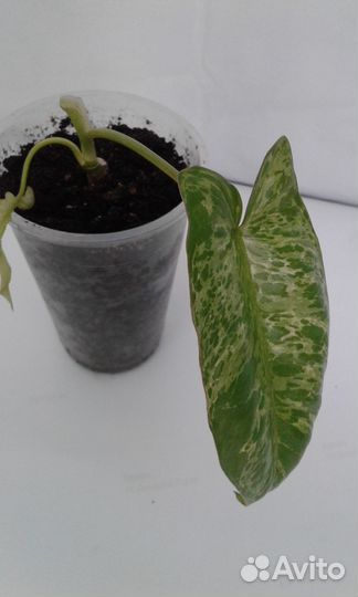 Бурле Макс,Билитау мраморный ф-2