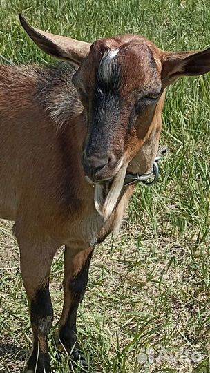 Козел на вязку