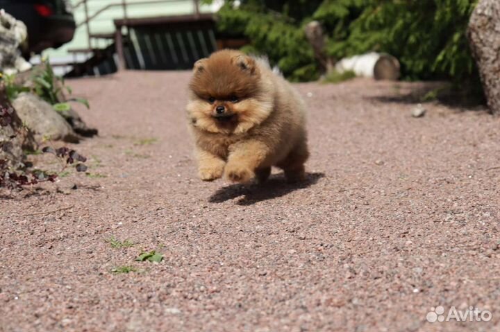 Кукольный мишка