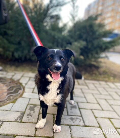 Собачка в добрые руки