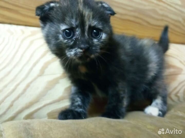 Котёнок