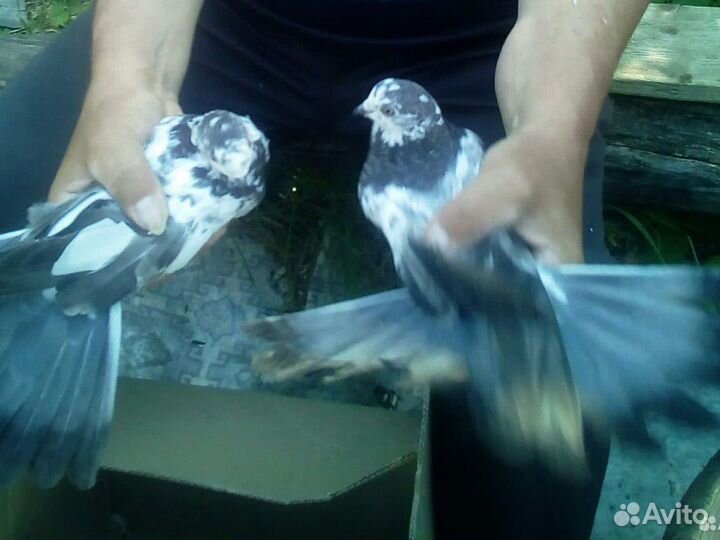 Продажа голубей