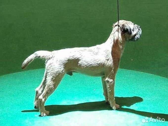 Щенки бордер терьера для ценителей породы