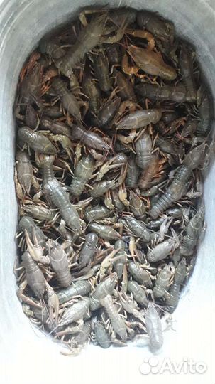 Раки живые/вареные