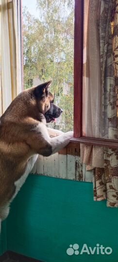 Вязка собак