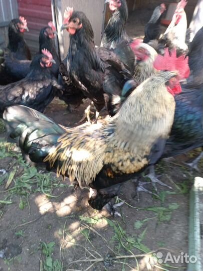 Куры петухи