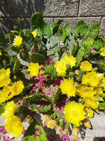 Растения для сада