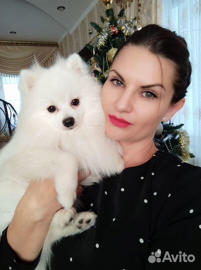 Померанский шпиц вязка кобель