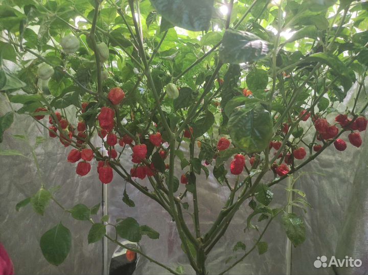 Перец Каролина Рипер/Carolina Reaper