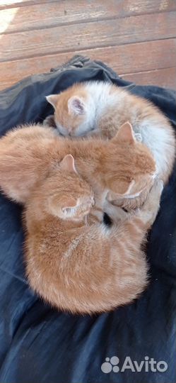 Коты отдам в добрые руки