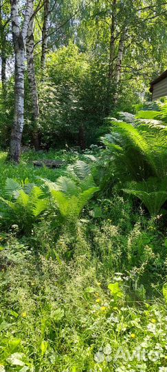 Папоротник садовый