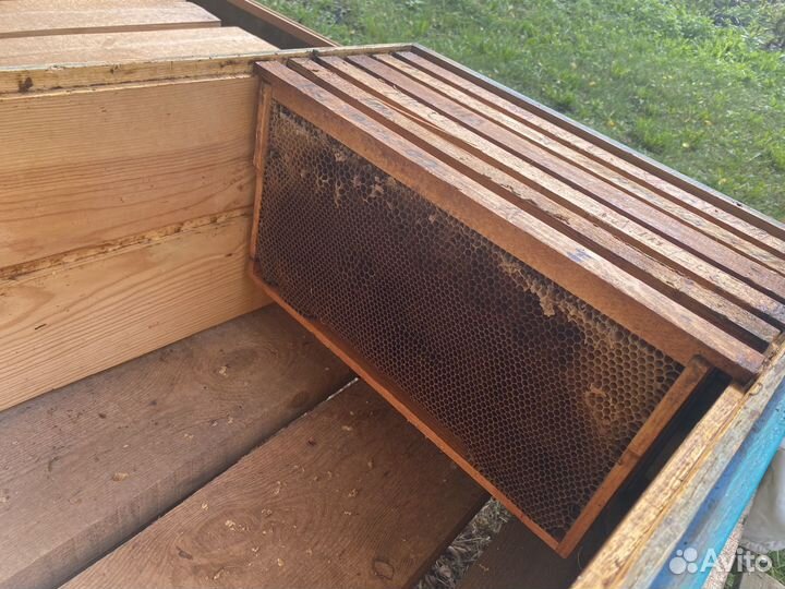 Рамки с сушью Рута