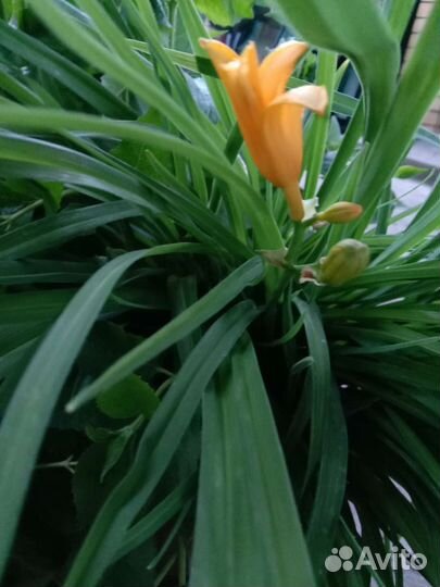 Многолетние цветы