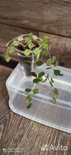 Хойи сортовые