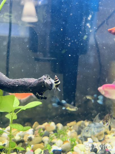 Улитка Хелена