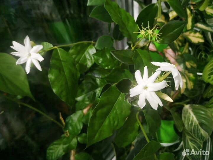 Сциндапсус эпипремнум экзотика и мунлайт жасмин