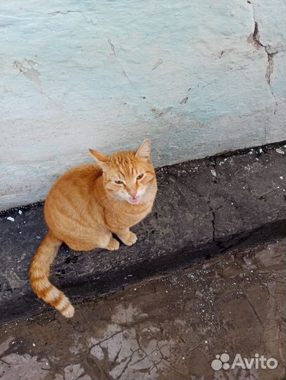 Кошка в дар бесплатно