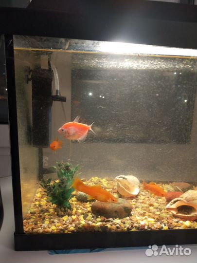 Аквариум