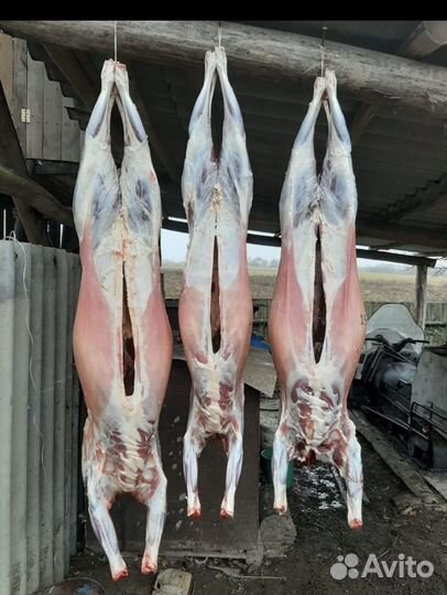 Мясо баранина свежая