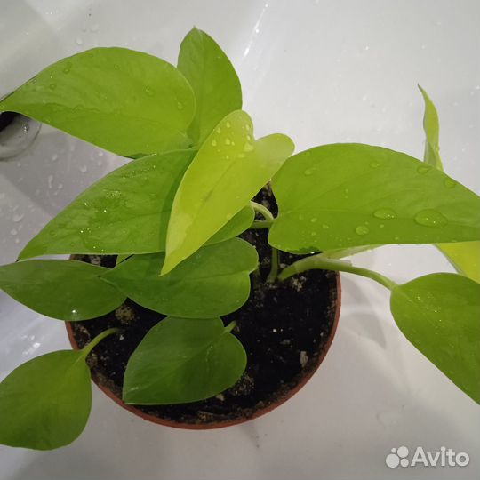 Сциндапсус неон