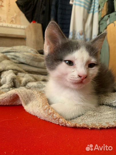 Кошки в добрые руки бесплатно