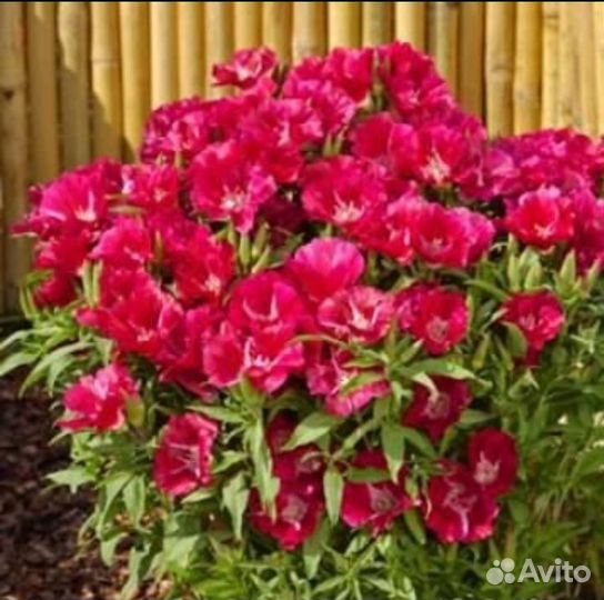 Годеция рассада