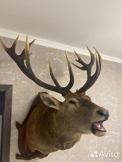 Чучело оленя на реву,кабанов,лосей,косуль