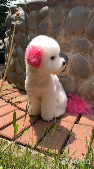 Стрижка бишонов