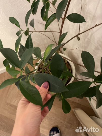 Фикус комнатное растение