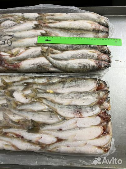 Корюшка 25+ очень крупная