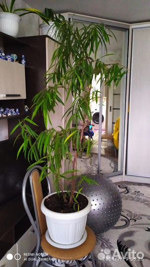 Комнатные цветы