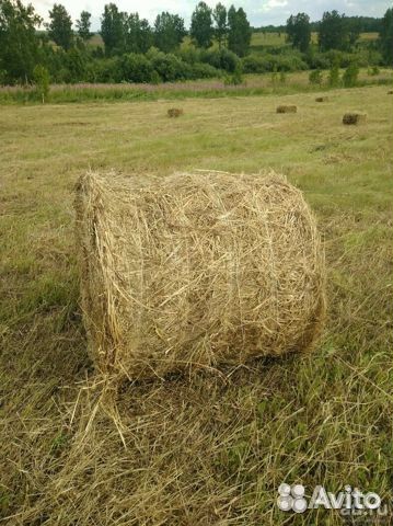 Сено в рулонах