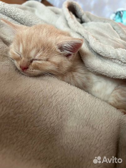Шотландские котята