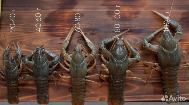 Живые раки, варим на заказ, доставка