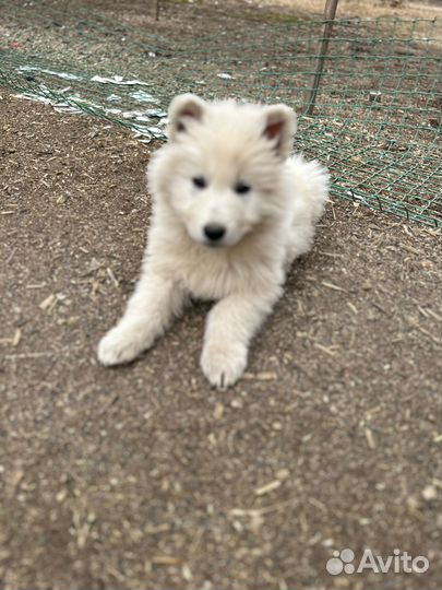 Щенки Белой швейцарской овчарки