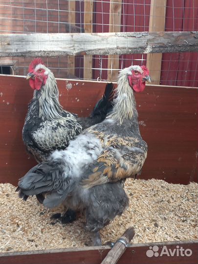 Молодые племенные петухи