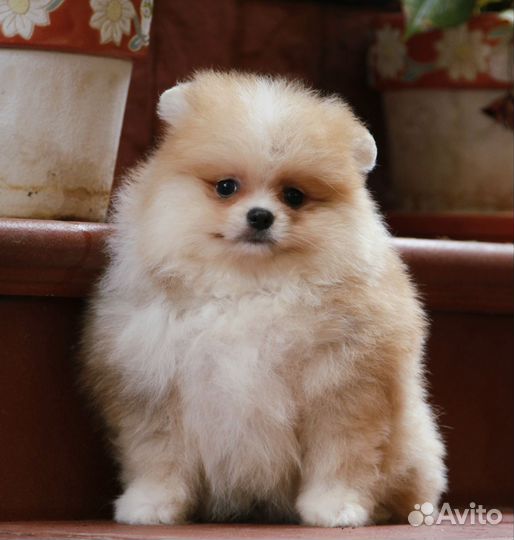 Щенок померанского шпица