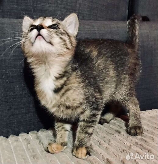 Котенок ищет хозяина